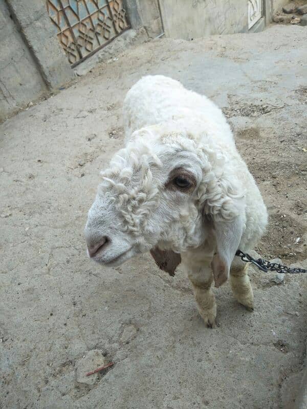 dumba sheep for sell 4