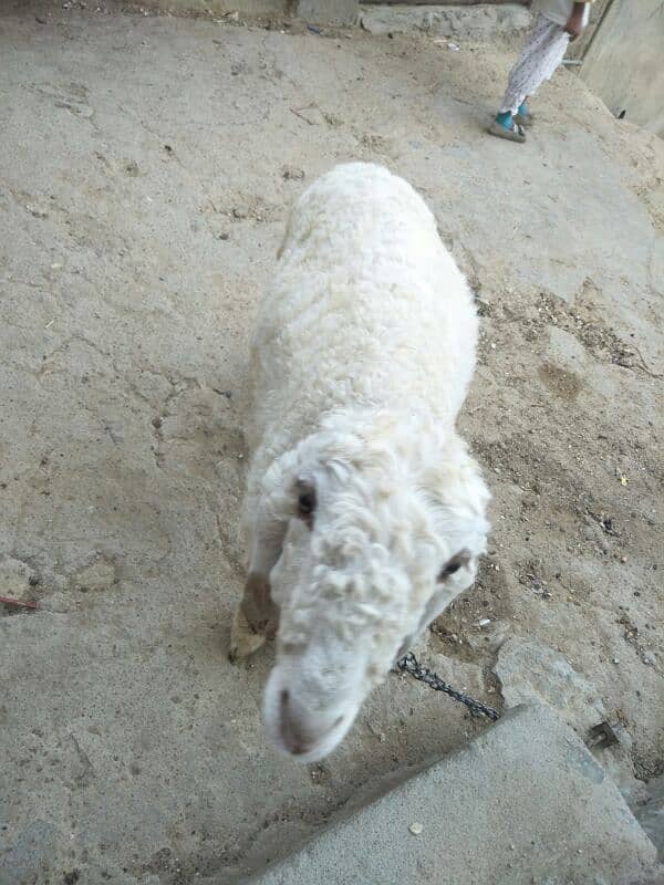 dumba sheep for sell 5