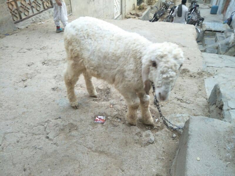 dumba sheep for sell 6