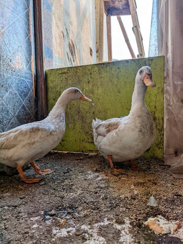 Ducks breeder pair with 5 eggs | age 2 yrs 0