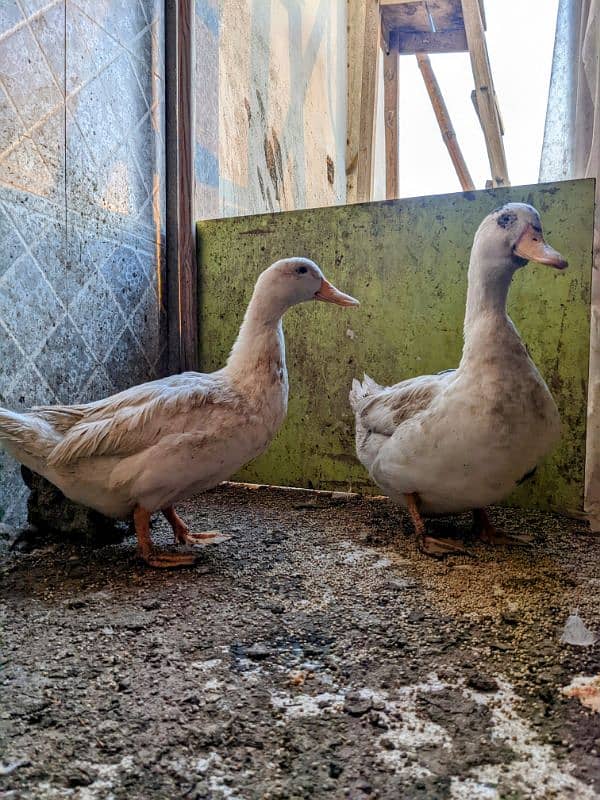 Ducks breeder pair with 5 eggs | age 2 yrs 1