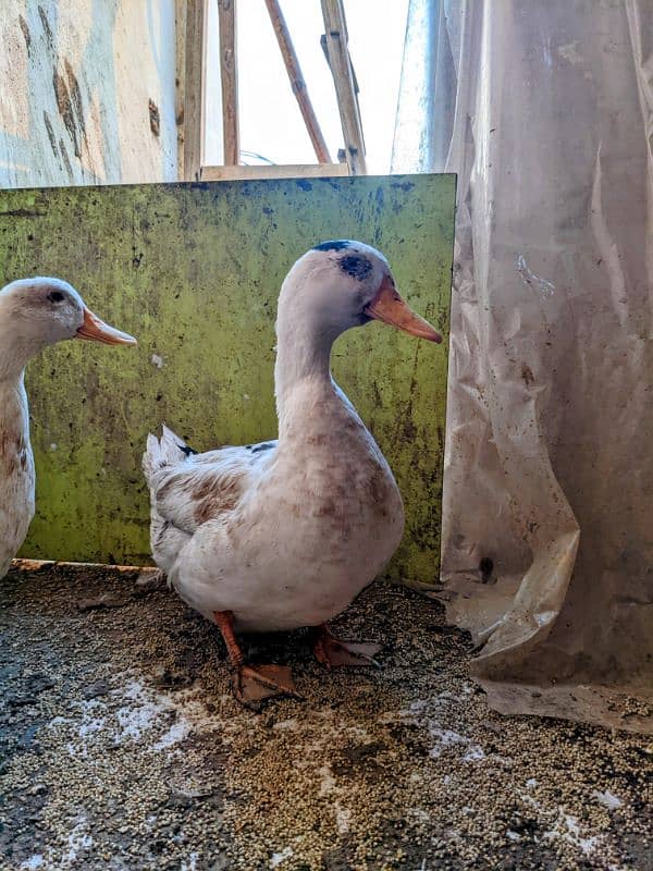 Ducks breeder pair with 5 eggs | age 2 yrs 2