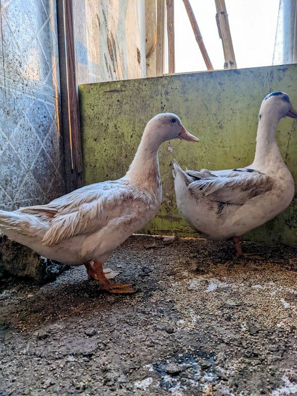 Ducks breeder pair with 5 eggs | age 2 yrs 3