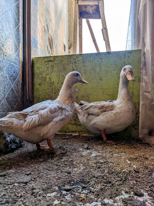 Ducks breeder pair with 5 eggs | age 2 yrs 4