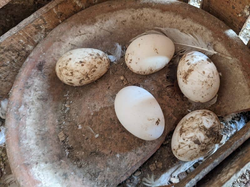 Ducks breeder pair with 5 eggs | age 2 yrs 5