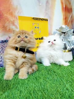 Persian kittens gray male ginger and white female