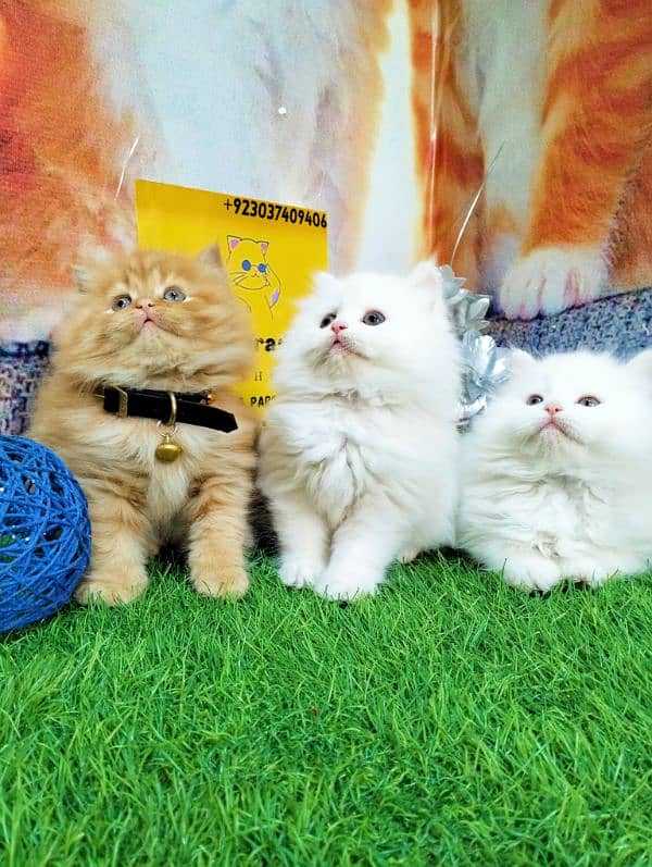 Persian kittens gray male ginger and white female 1