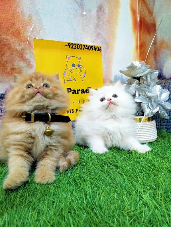 Persian kittens gray male ginger and white female 2