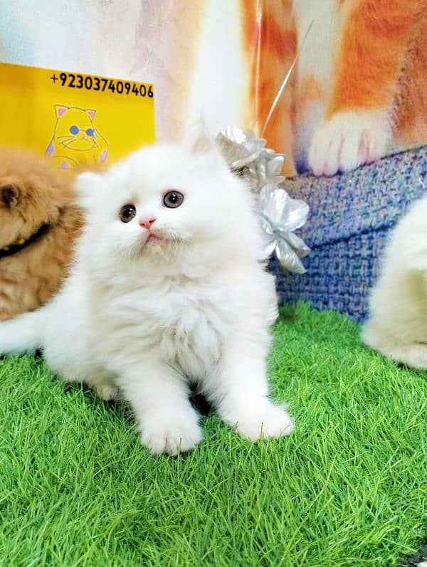 Persian kittens gray male ginger and white female 3