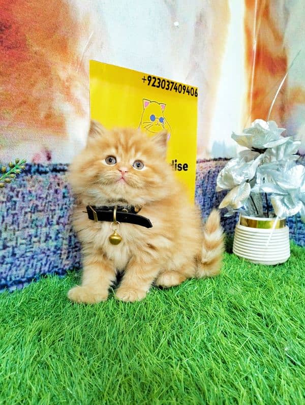 Persian kittens gray male ginger and white female 4