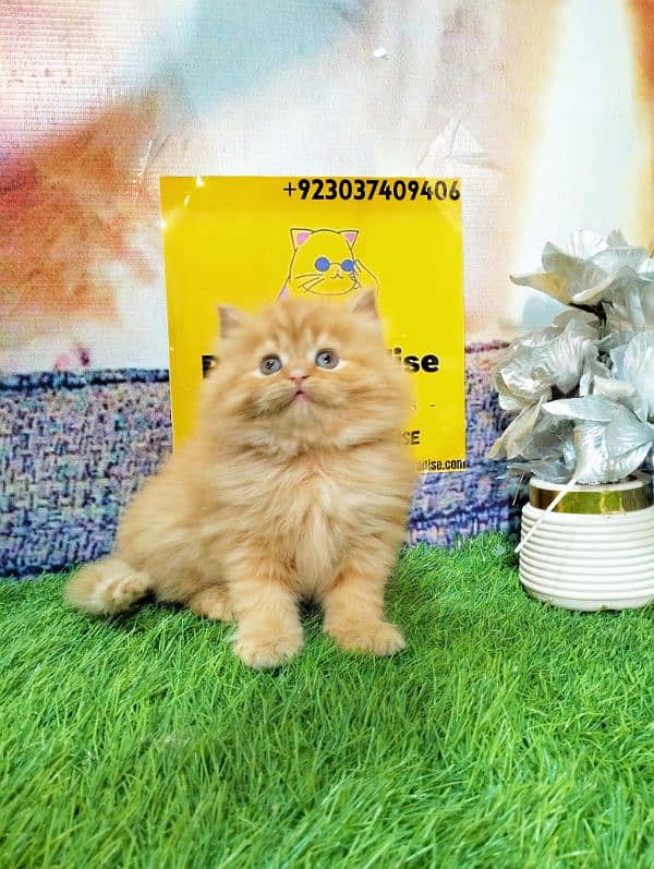 Persian kittens gray male ginger and white female 5