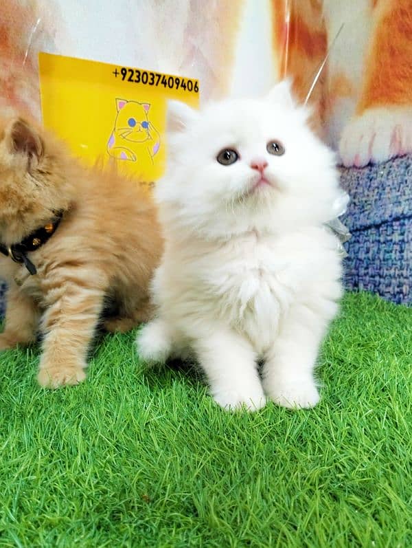 Persian kittens gray male ginger and white female 6