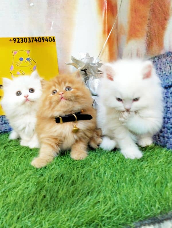 Persian kittens gray male ginger and white female 7