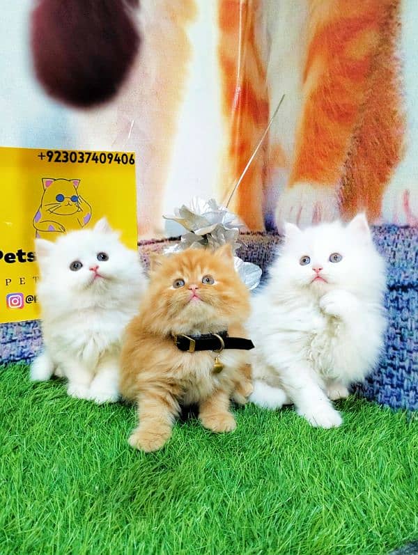 Persian kittens gray male ginger and white female 8