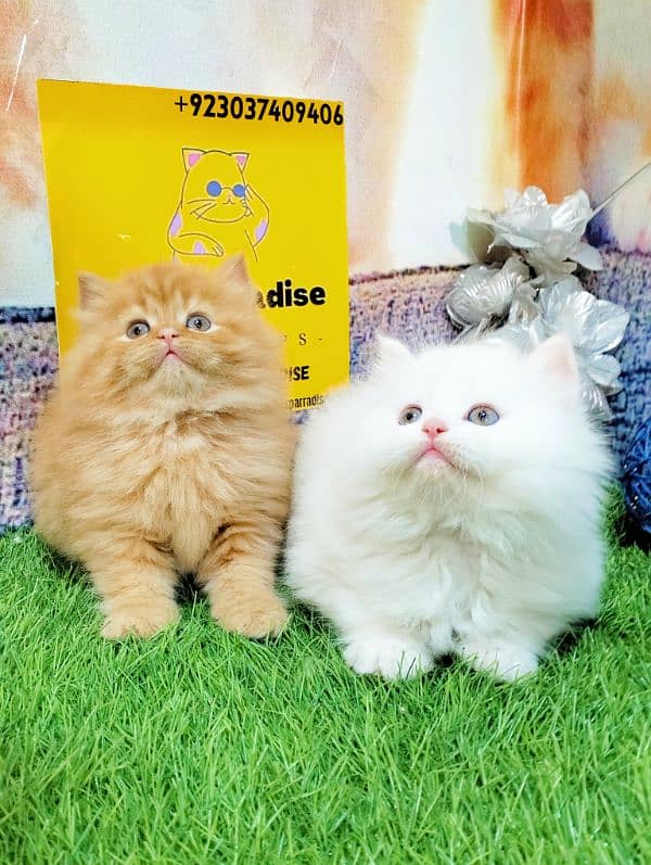 Persian kittens gray male ginger and white female 9