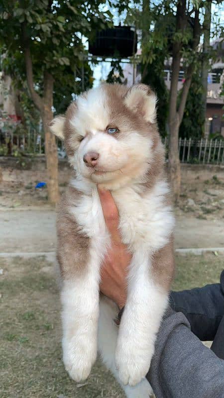 Siberian husky 1