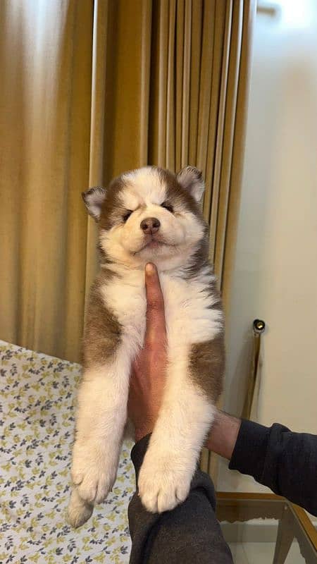 Siberian husky 10