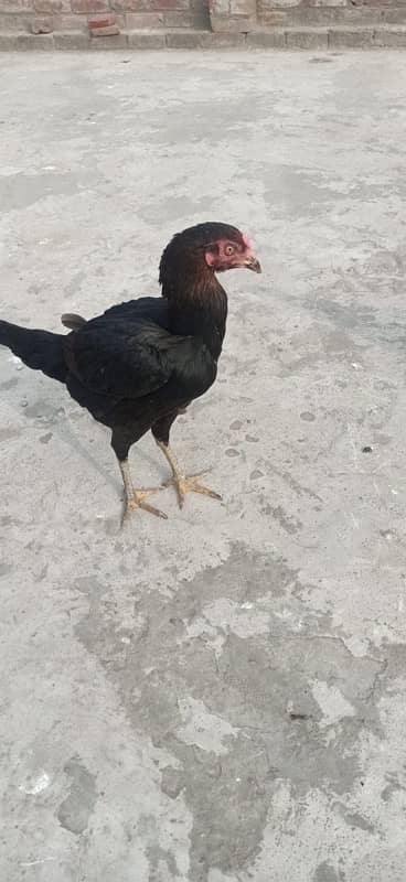 Aseel thai breed female urgent sale karni ha 1