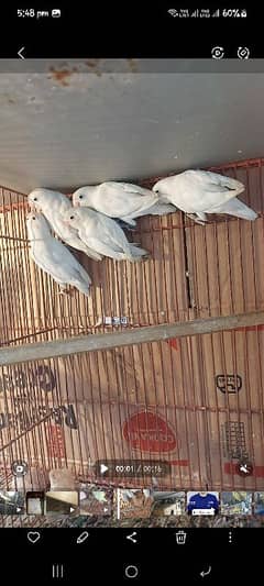 decino albino RedEyes lovebirds