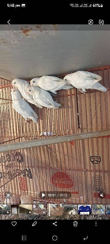 decino albino RedEyes lovebirds 0