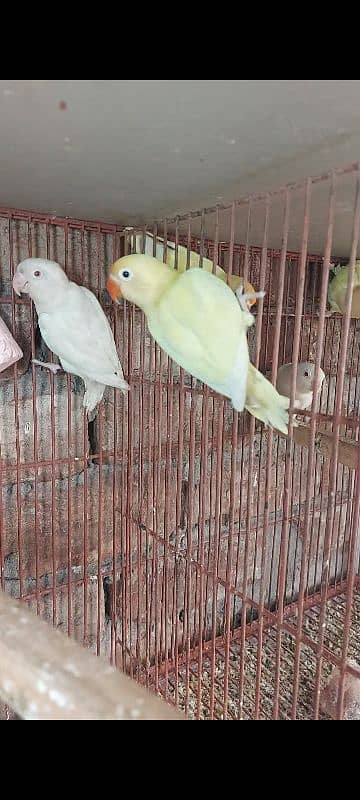 decino albino RedEyes lovebirds 1