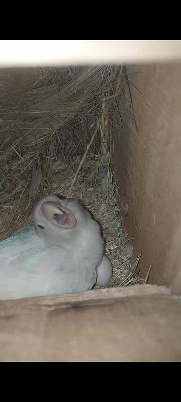 decino albino RedEyes lovebirds 2