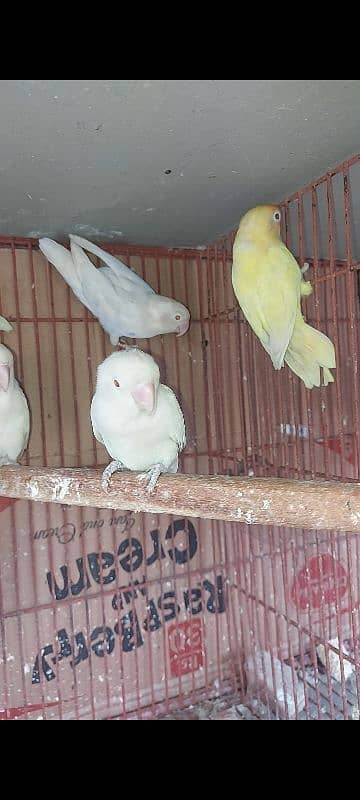 decino albino RedEyes lovebirds 3