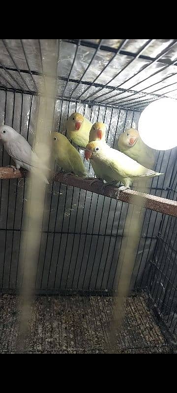 decino albino RedEyes lovebirds 4