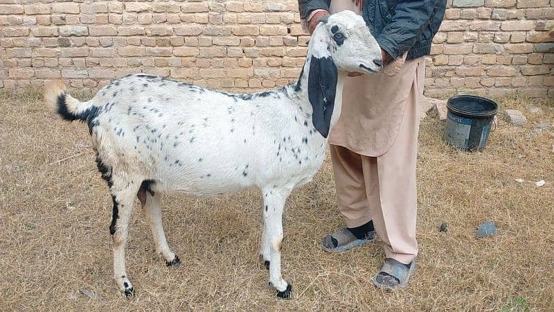 makhi cheeni bakri for sale 0