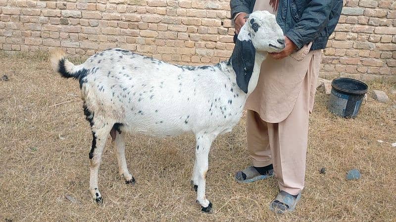 makhi cheeni bakri for sale 1