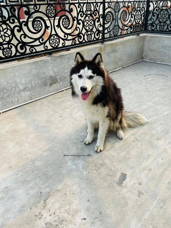 husky for sale pedigree 0