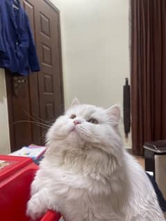 White triple coat persian male cat for mating.