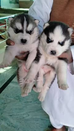 best husky puppies