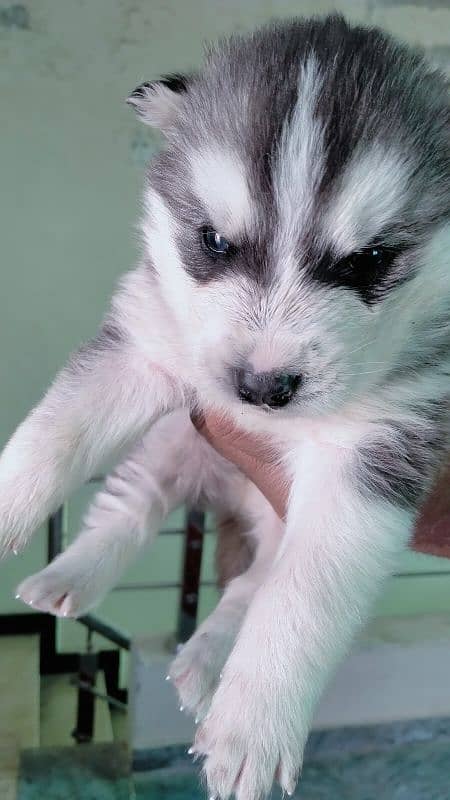 best husky puppies 2