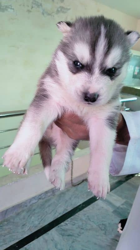 best husky puppies 3