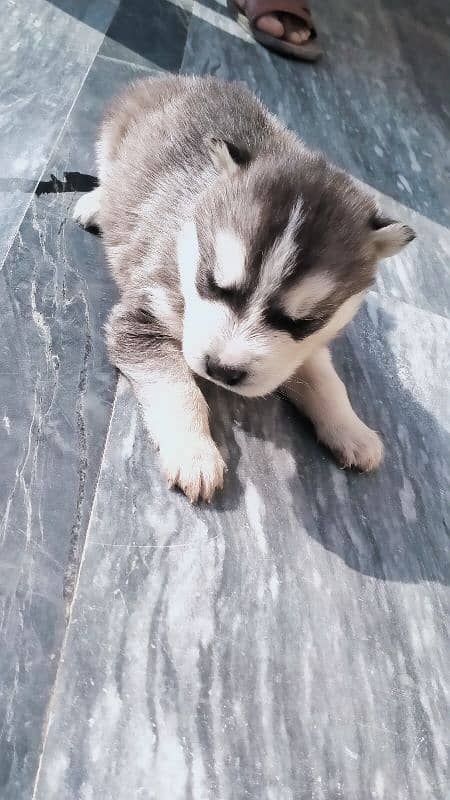 best husky puppies 4