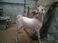 Bakra for sale