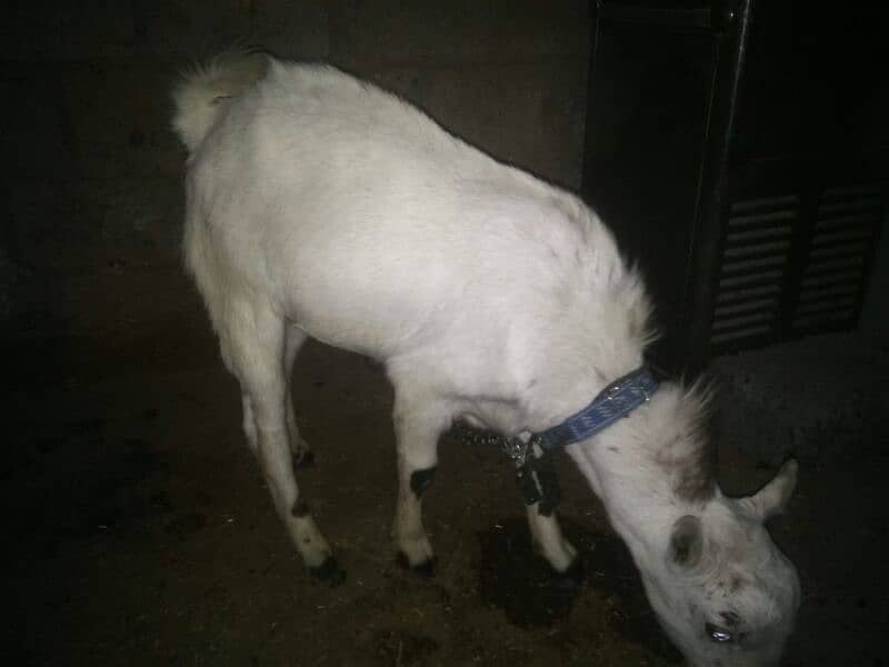 Bakra for sale 0