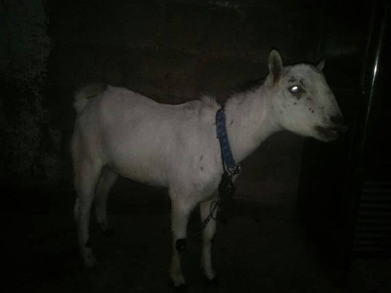 Bakra for sale 1