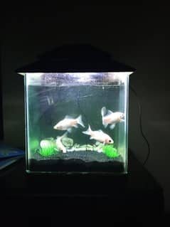 aquarium and fish for sale