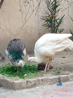 Peacock For Sale  * BLUE SHOULDER FEMALE  * WHITE SHOULDER MALE