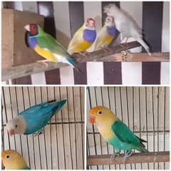 Gouldian Finch & Parblue Opaline, Blue Opaline & Cockatiel For Sale