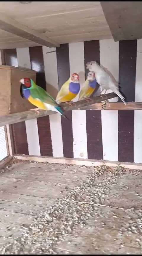 Gouldian Finch & Parblue Opaline, Blue Opaline & Cockatiel For Sale 1