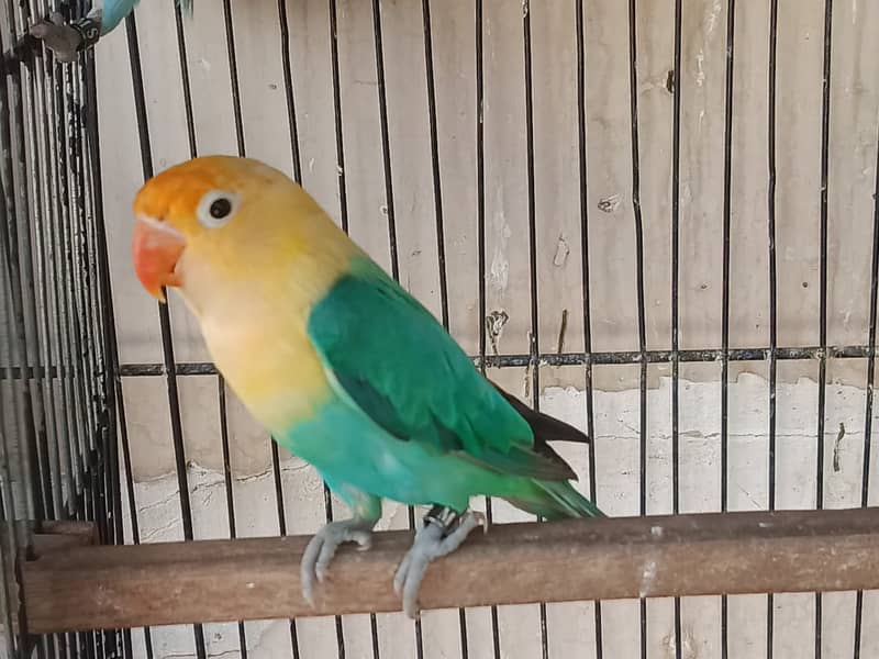 Gouldian Finch & Parblue Opaline, Blue Opaline & Cockatiel For Sale 2