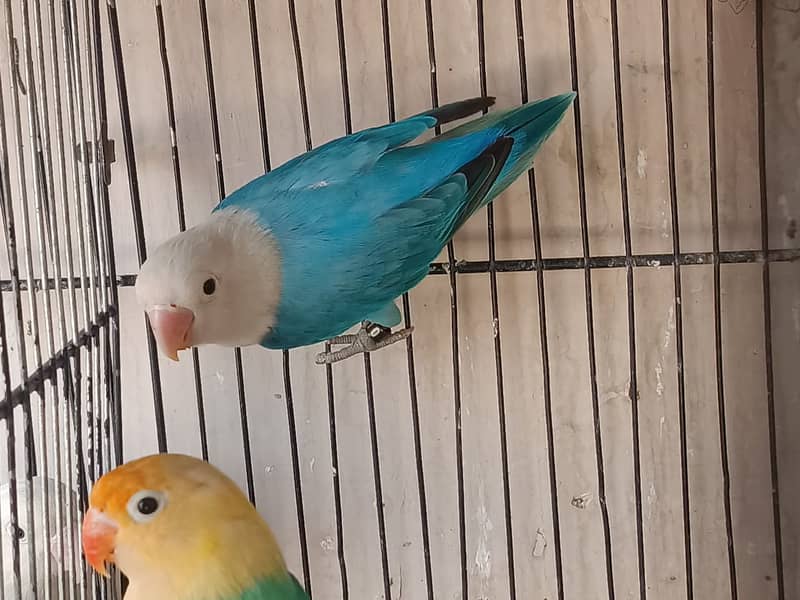 Gouldian Finch & Parblue Opaline, Blue Opaline & Cockatiel For Sale 3