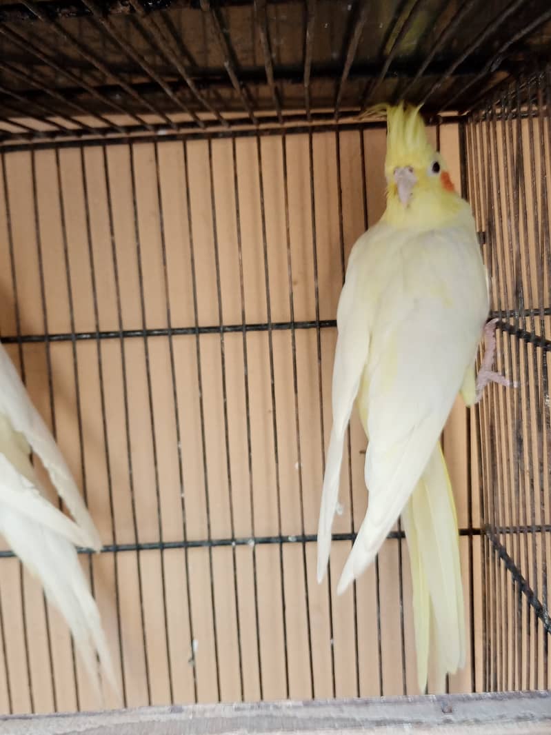 Gouldian Finch & Parblue Opaline, Blue Opaline & Cockatiel For Sale 4