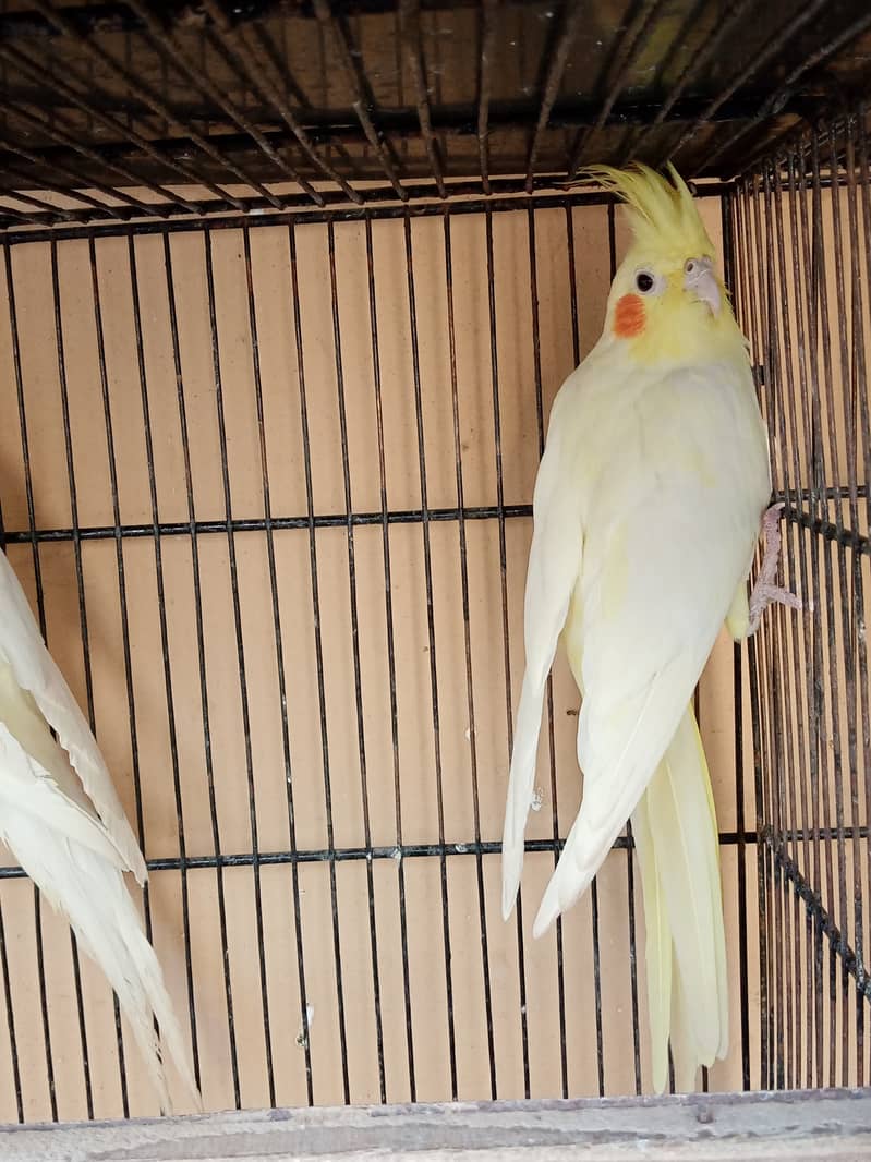 Gouldian Finch & Parblue Opaline, Blue Opaline & Cockatiel For Sale 5