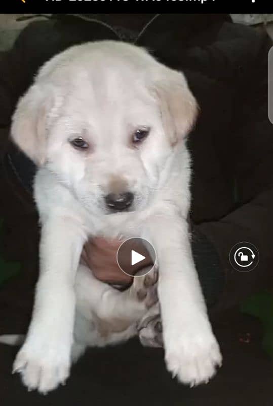 labrador pup for sale 03207562262 5