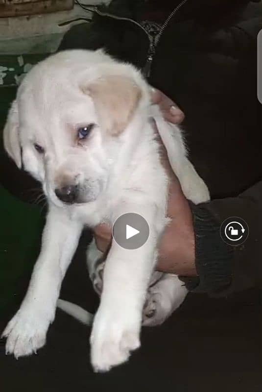 labrador pup for sale 03207562262 6