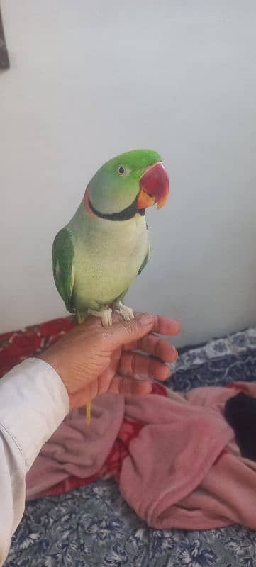 Raw male beautiful parrot 0